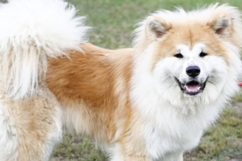 Akita-Mix Bernie (1,5 Jahre) ist seit Ende September dieses Jahres im Berliner Tierheim.