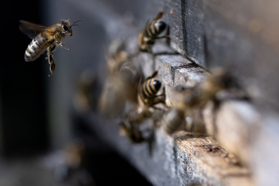 Bienen sollen das Auto der Versicherungsnehmerin vollgekackt haben. (Symbolbild)