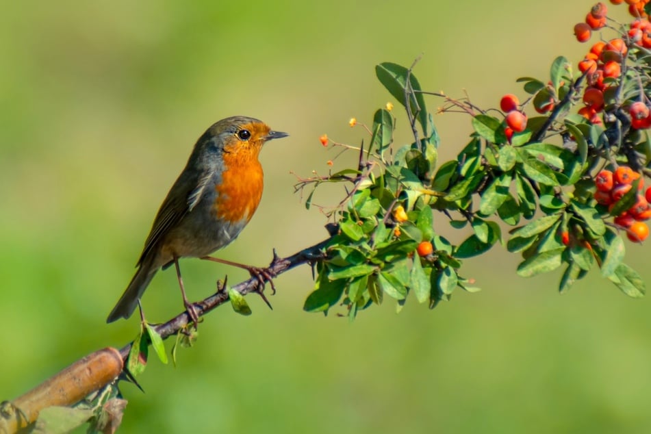 Die besten Sträucher für Vögel: Diese 10 ziehen Vögel an