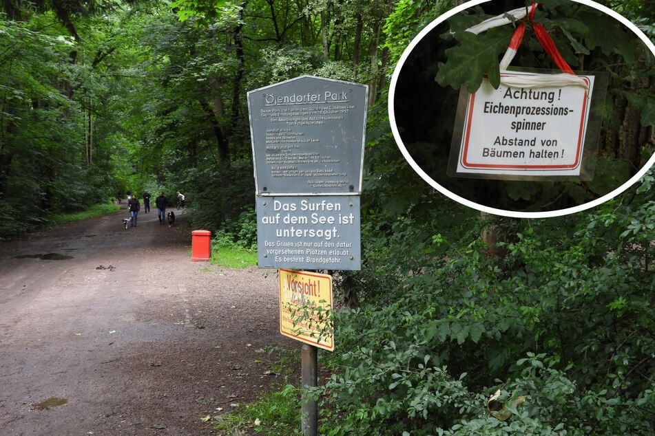 Die Brennhaare der Raupen können bei Menschen stark juckende Hautausschläge, Atemwegsreizungen oder sogar allergische Schocks auslösen.