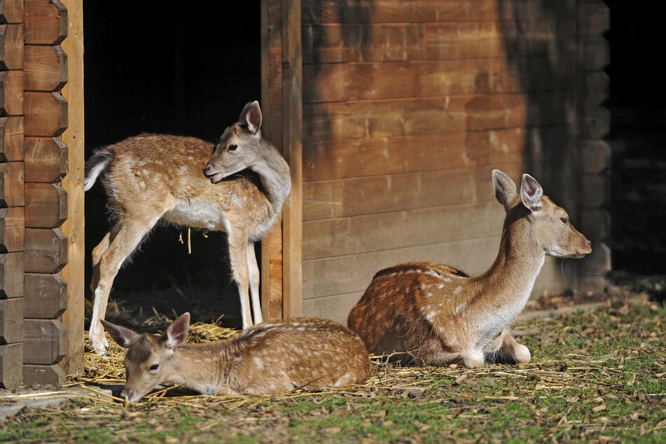 Viele Tiere erwarten Euch im Tierpark Freiberg. (Archivbild)
