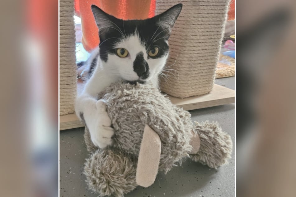 Katze Christie-Noel möchte das Tierheim Bergheim schon sehr bald verlassen.
