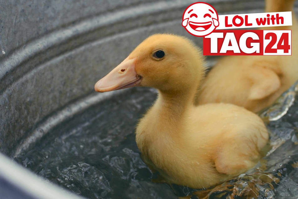 Today's Joke of the Day is here to quack you up