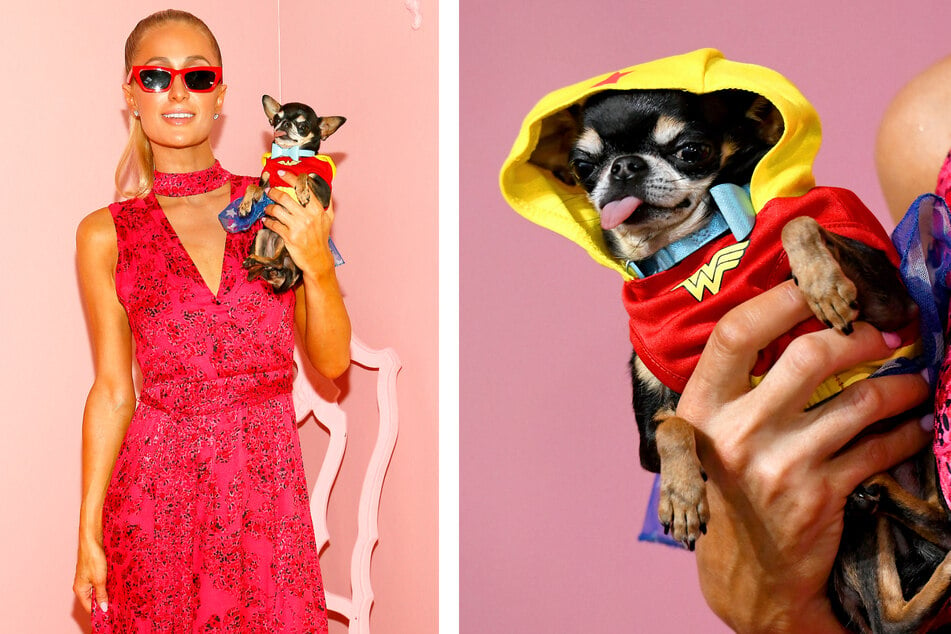 Paris Hilton takes her pooch Diamond Baby everywhere, even to New York Fashion Week.