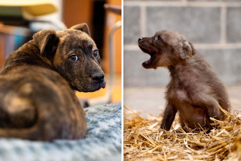 Slinky ist ein kleiner Wirbelwind, Amora hat eher ein verspieltes Temperament. Die beiden Jungtiere haben also unterschiedliche Charakterzüge.