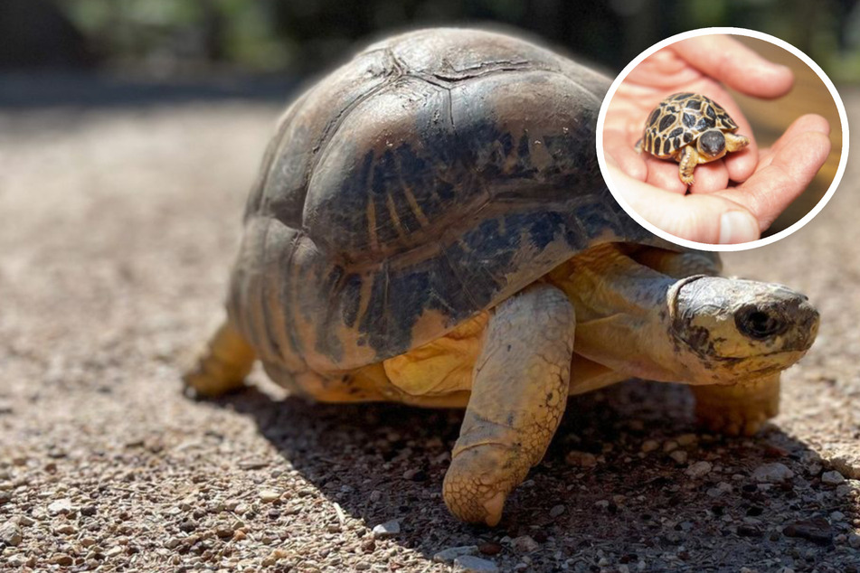 90-jähriger Schildkröten-Senior will es noch mal wissen: Mr. Pickles ist zum ersten Mal Vater geworden