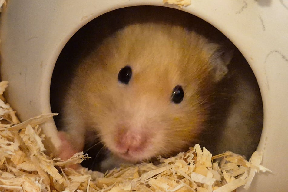 Über 200 Tiere – darunter 173 Hamster – hat das Veterinäramt des Landkreises Kronach aus einem Wohnhaus geholt.