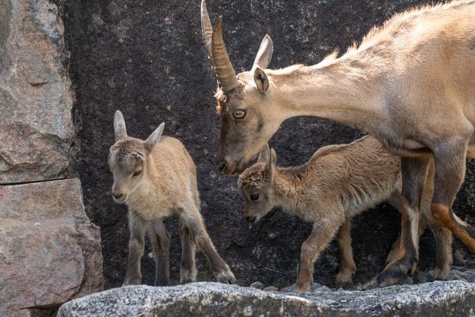 Die zwei Steinbockweibchen wurden 2024 in der Wilhelma geboren. Jetzt wurden sie ausgewildert.