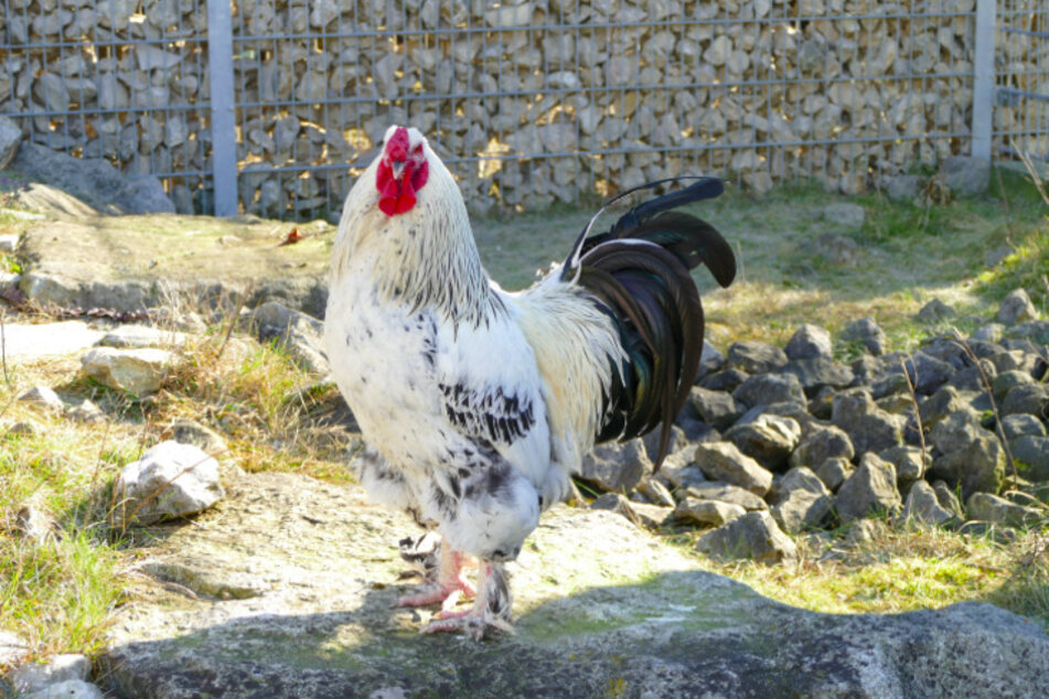 Hahn Oschi.