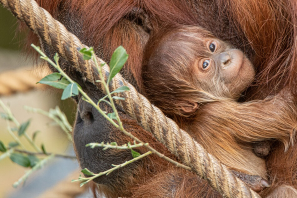 Das Orang-Utan-Baby hält sich an seiner Mutter fest.