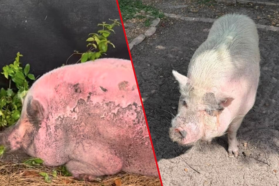 After getting severely sunburnt, Waddles the pig has recovered. His hair has even grown back!