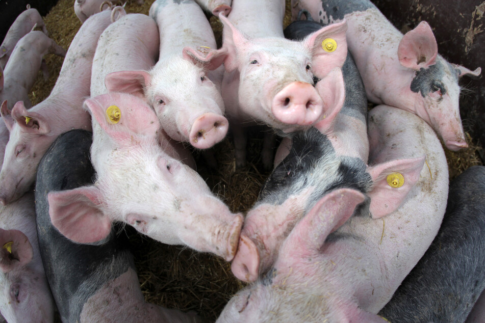 Anfang des Jahres hatte es einen "Schweinestau" in den Schlachthöfen gegeben. (Symbolbild)