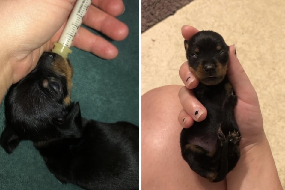 Abandoned two-legged Dachshund puppy gets second chance at life – and what a glow-up!