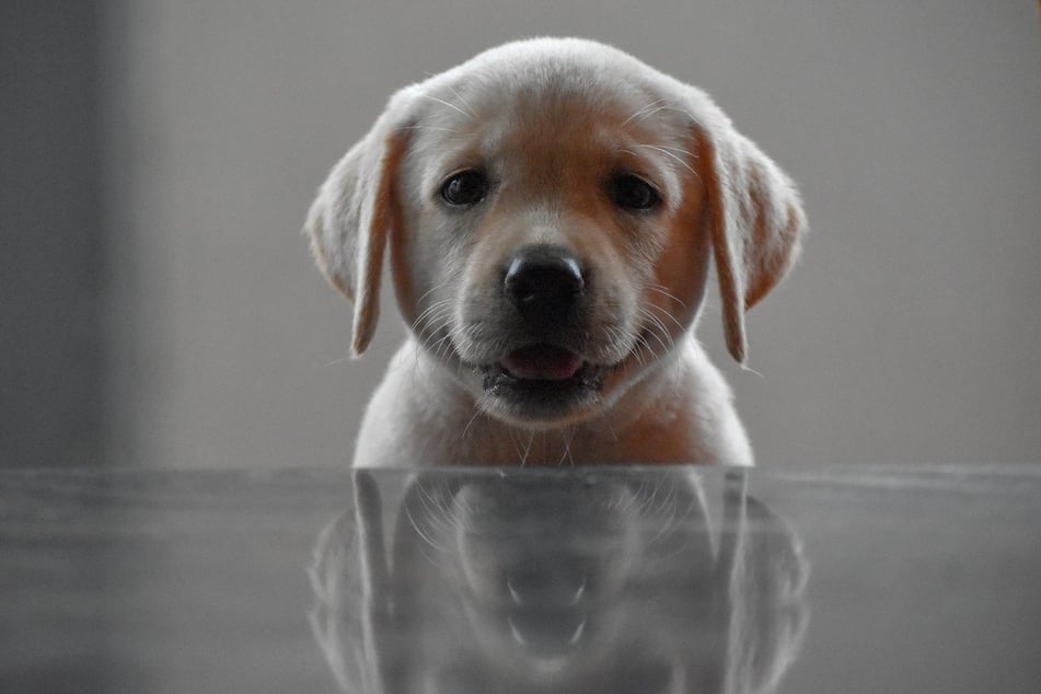 Wer kann seinem Hund widerstehen, wenn einen der geliebte Vierbeiner mit seinen treuen Augen lieb anstarrt?