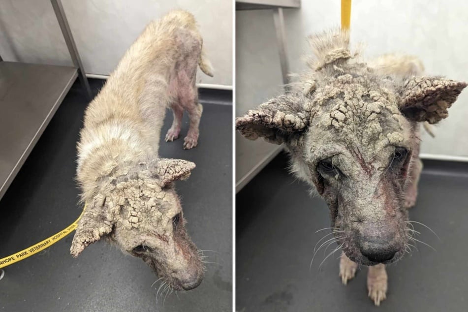 Dog "dipped in concrete" looks catastrophic before rescue – her transformation is shocking!