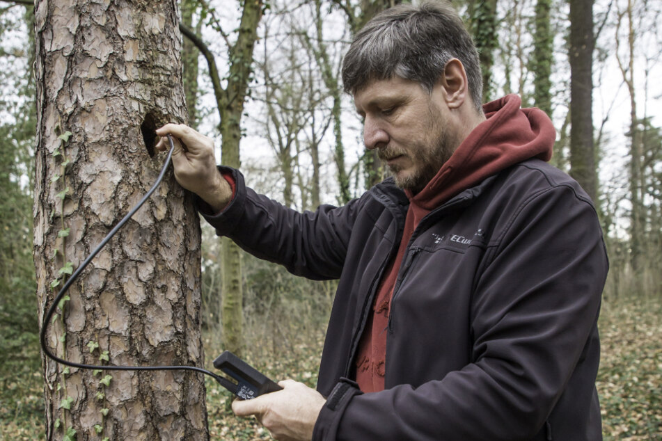 Bevor die Kettensäge angesetzt wird, hat der Artenschutzbeauftragte Christoph Hübner (44) die Stämme nach Bewohnern abgesucht.