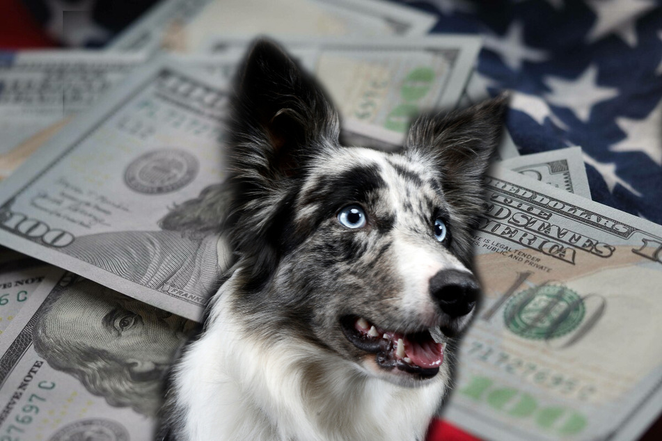 Lulu the border collie is now a millionaire mutt (stock image).