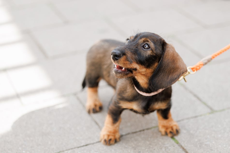 Ein solcher Kurzhaar-Dackel sorgte in Moritzburg für Ärger und wird nun von der Polizei gesucht. (Symbolfoto)