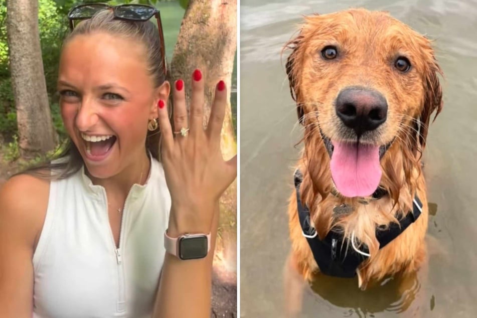 Dog hysterically hijacks his humans' wedding proposal: "How do I make this about me?"
