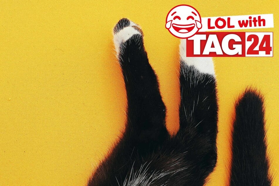 Joke of the Day for June 7, 2025: Cat jokes to make you laugh for Caturday