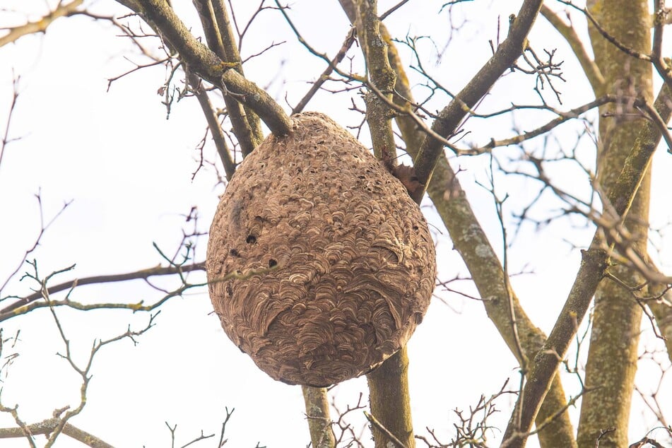 So sieht ein Nest der Asiatischen Hornisse aus (Symbolbild).