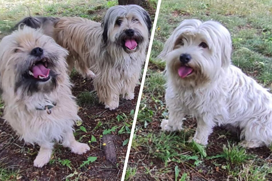 Oficina de veterinaria interviene: ¡trío de terriers dulces no conocía el paseo!