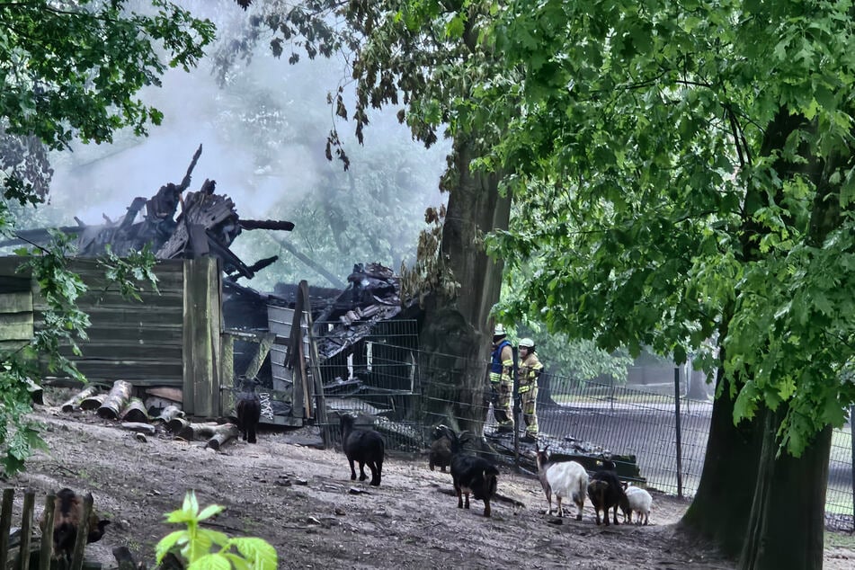 Tiere kamen bei dem Feuer glücklicherweise nicht zu Schaden.