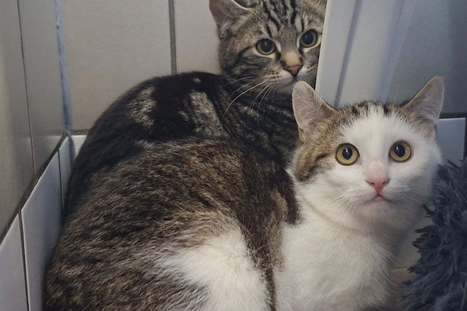 Die Katerbrüder Haribo (hinten) und Colorado passen nicht nur namentlich perfekt zusammen - sie sind auch ein echtes Dreamteam.