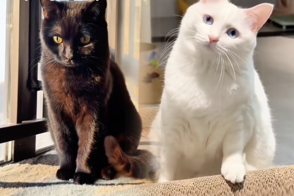 Gato blanco y gato negro engendran crías: así de especial es su bebé.
