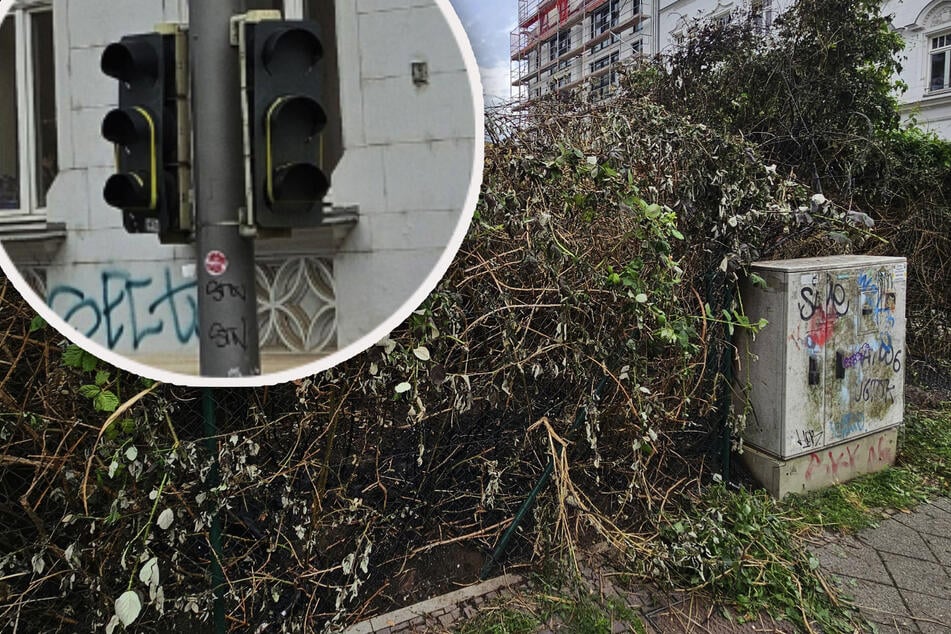 Leipzig: Dumme Aktion: Leipziger fackelt an Hecke und legt Ampel lahm - und fliegt dadurch als Dealer auf