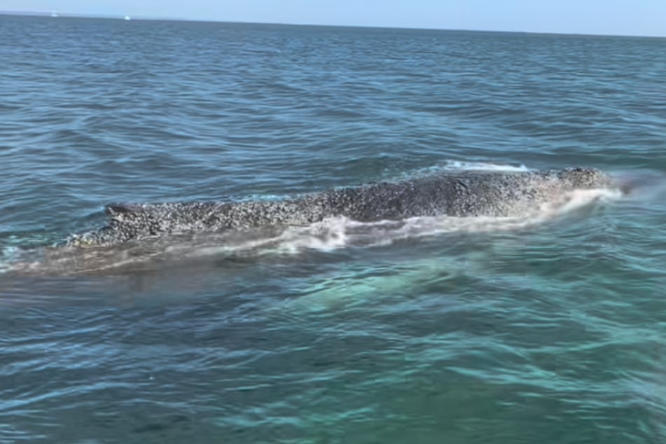 Laut Meeresbiologe Robert Marc Lehmann schwamm der Wal zeitweise durch nur zwei Meter tiefes Wasser. Auf Instagram postete er ein Video der Situation.
