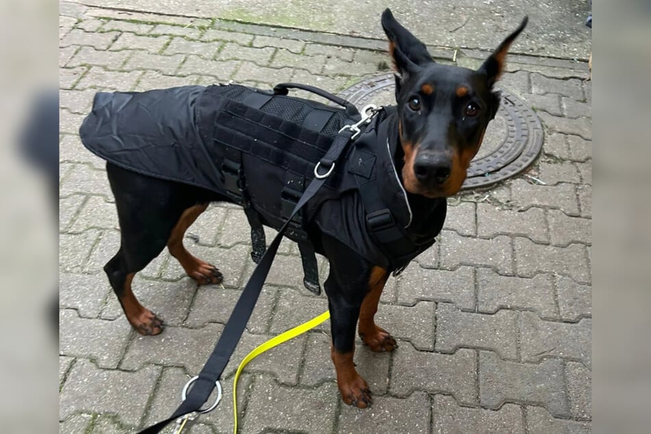 Im Mainzer Tierheim sitzend, hofft Vierbeinerin Zera schnellstmöglich eine neue Heimat zu finden.