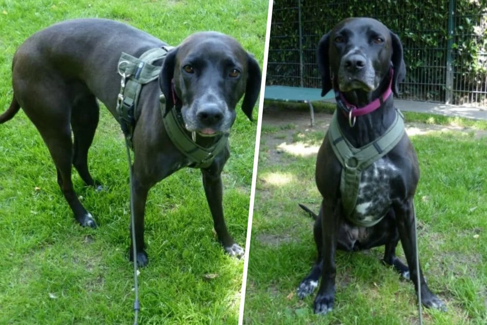 So sieht die süße Hundedame aus: Ihre Dalmatiner-Punkte trägt sie nur noch auf der Brust.