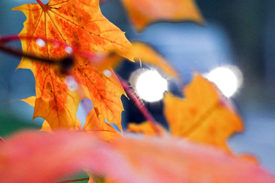 Nasses Laub und kreuzendes Wild: Im Herbst gibt es besondere Gefahren für Autofahrer. (Symbolfoto)