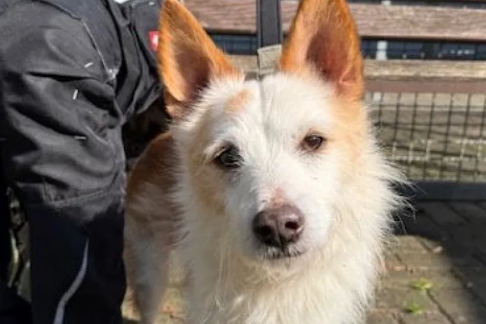 Benji byl spolu s dalším psem a třemi kočkami osvobozen z velmi špatných podmínek.