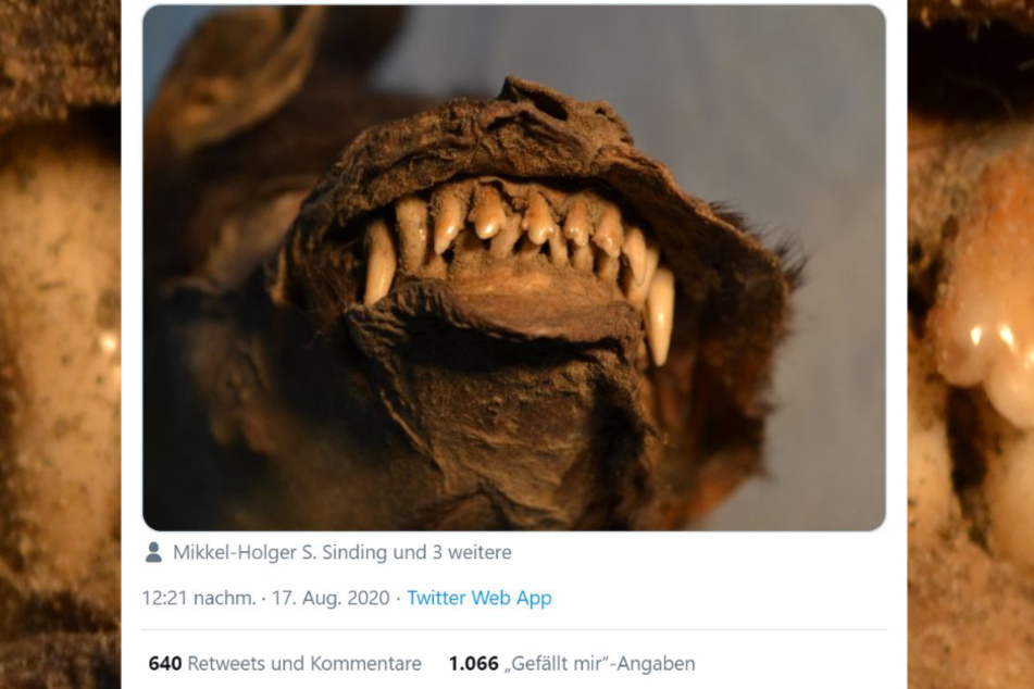 Ob diese circa 14.000 Jahre alte Kreatur Hund oder Wolf war, weiß keiner!