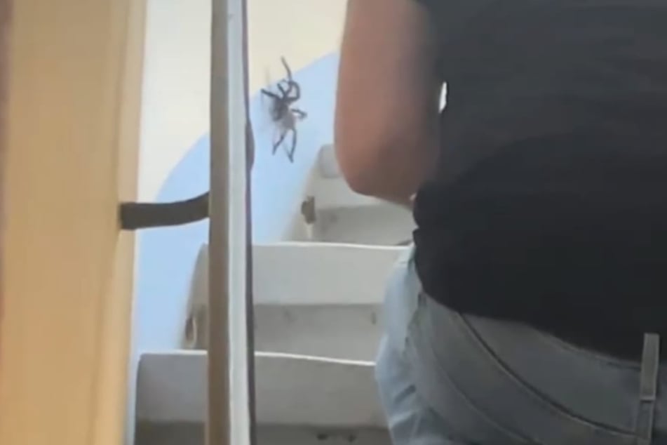 Alarm im Hausflur: Der entflohene "Bewohner" krabbelte an der Wand entlang.