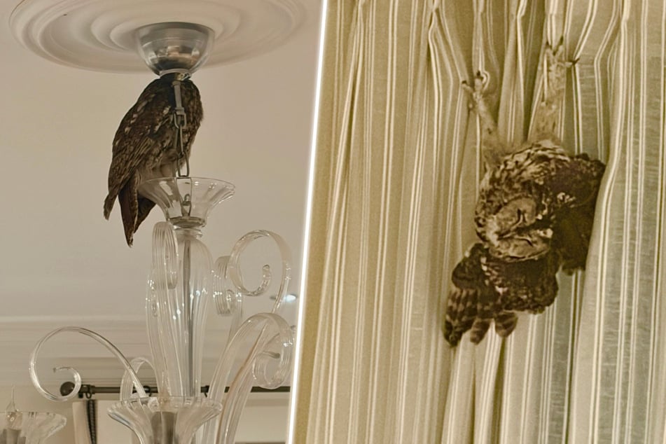 Über Schornstein ins Haus gekommen: Wer schläft denn hier seelenruhig?