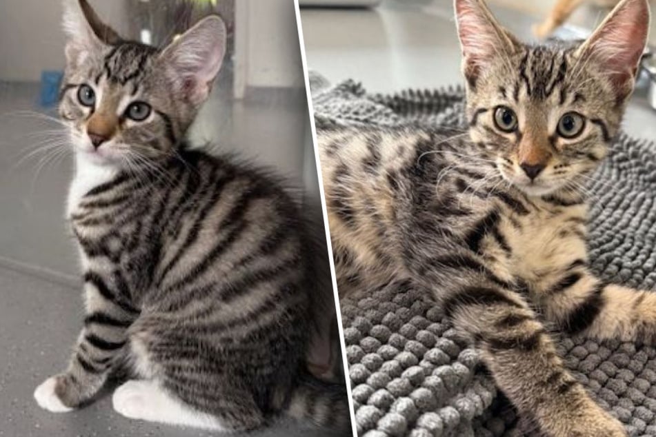 Tienen solo tres meses: divertidos gatitos buscan un hogar lleno de amor