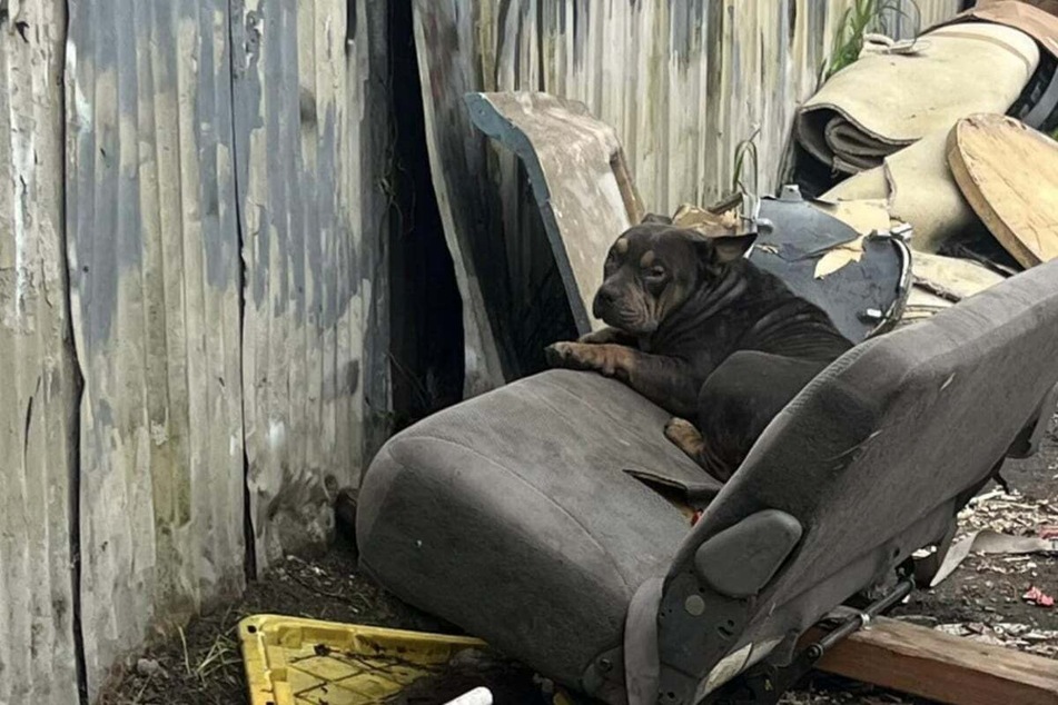 Lonely dog abandoned on a trash heap breaks rescuer's heart