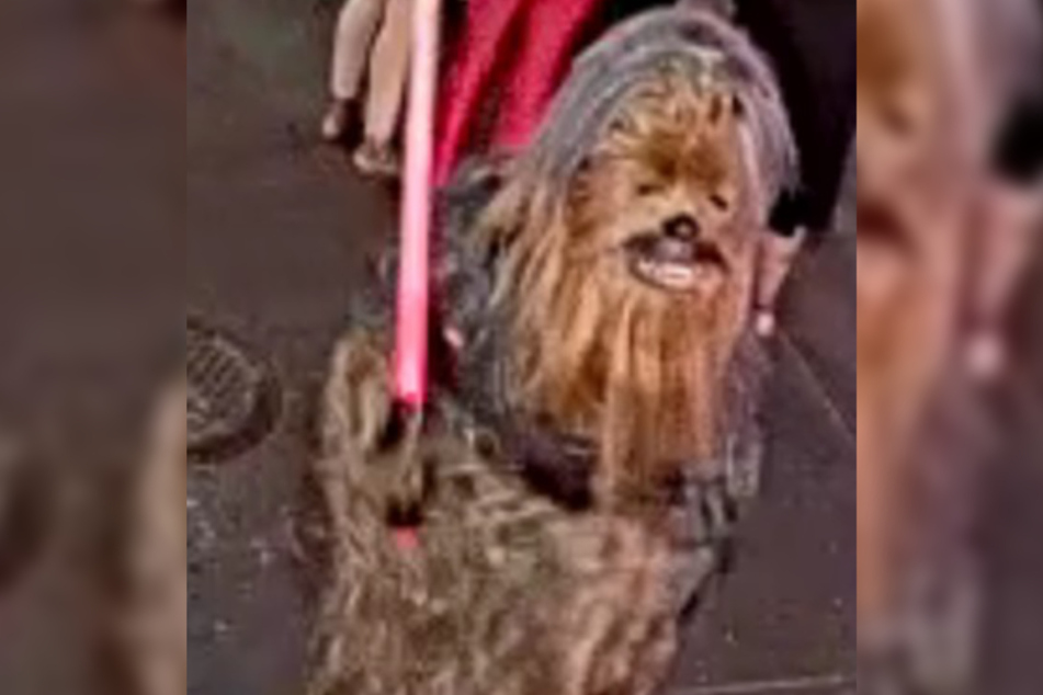 In Star Wars, Chewbacca roams the galaxy alongside Han Solo. In Louisiana, he serves as a disguise for a wanted man.
