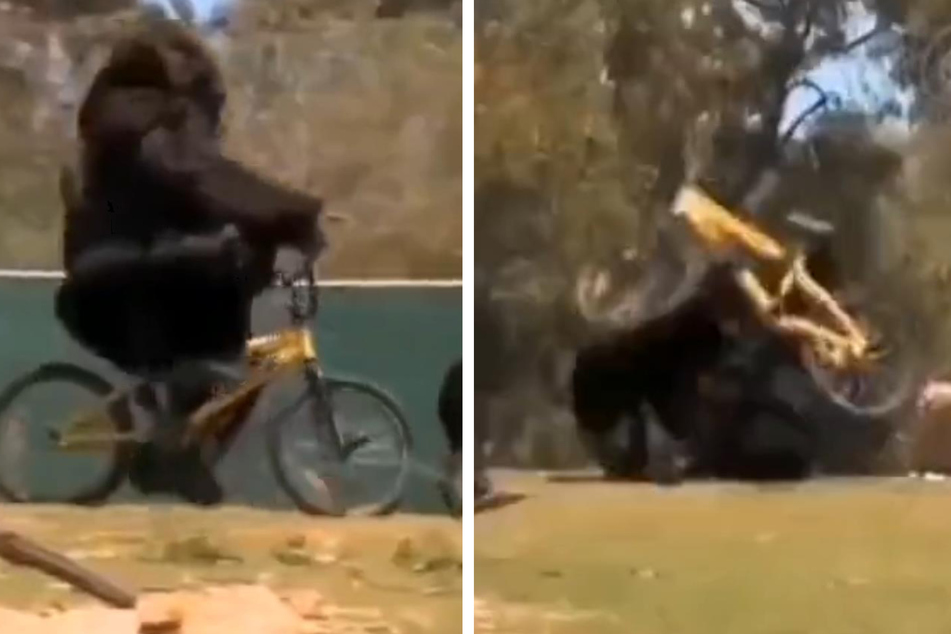 Gorilla zeigt unglaublichen Stunt - doch dann passiert etwas sehr Menschliches