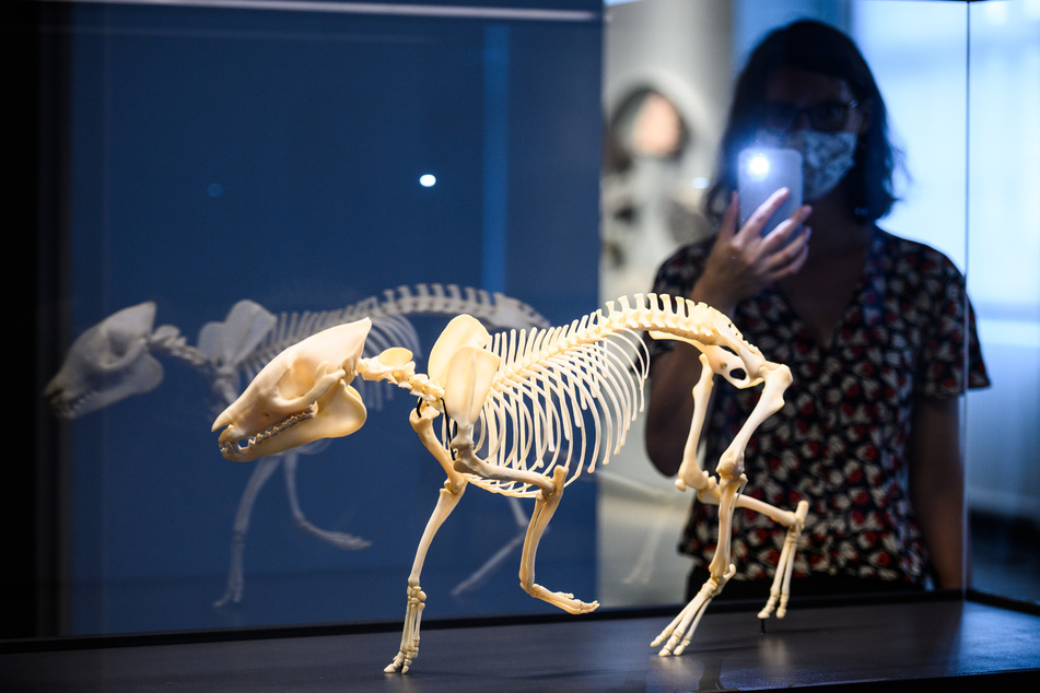 Die 3-D-Skelett-Montage, das "Messeler Urpferd", steht in der Ausstellung "Urpferd 2.0 - 25 Jahre UNESCO Welt Erbe Grube Messel" in einer Vitrine im Hessischen Landesmuseum Darmstadt.