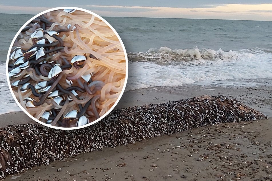 Eine ganze Kolonie der bizarren Wesen wurde an den Strand von Pagham gespült.