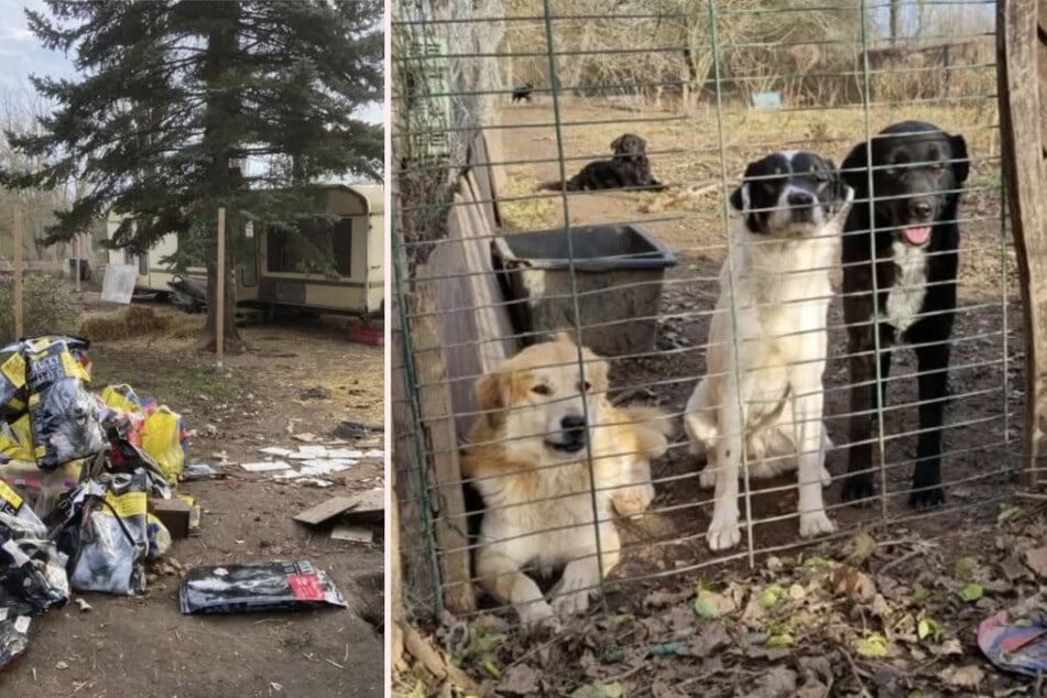 "Geruch von Kot überwältigend": 119 abgemagerte, verletzte Hunde von Grundstück gerettet