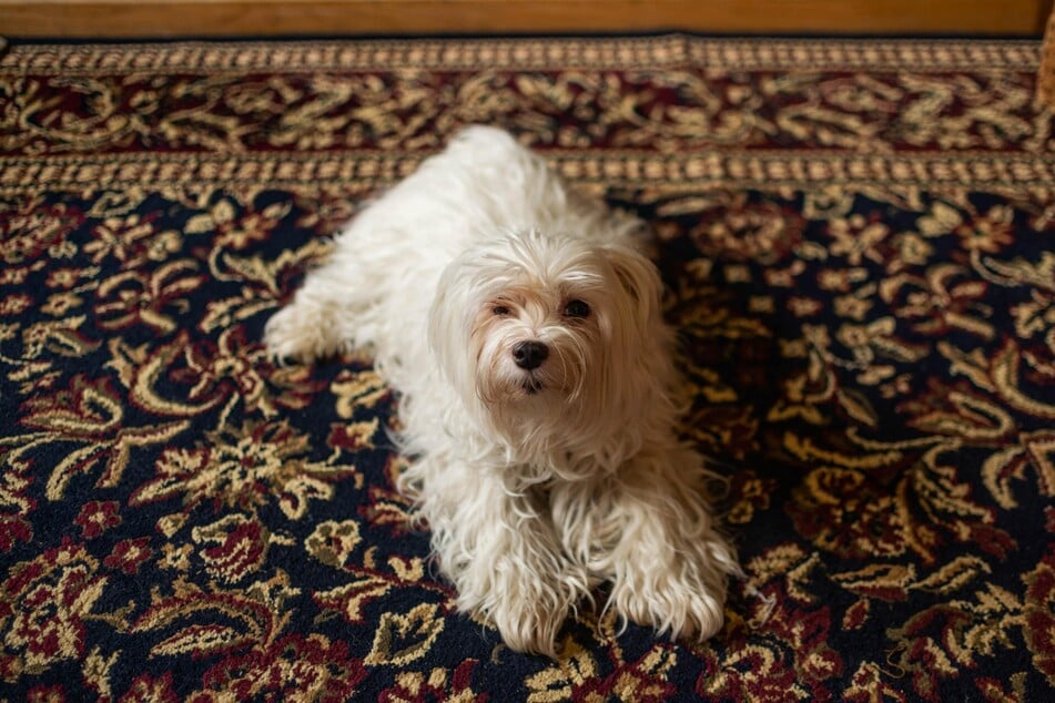 Dog hair often gets stuck deep in the fibers of the carpet, but can be removed with simple tricks.