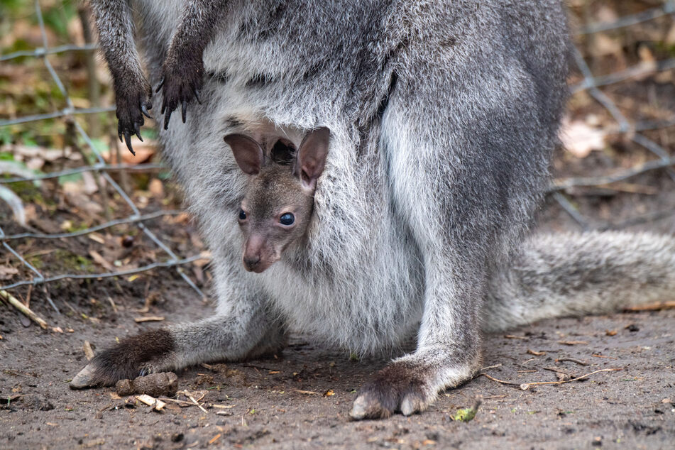 Das Känguru-Baby zeigt sich erst seit wenigen Tagen den Besuchern des Stralsunder Zoos. Das Tier ist mittlerweile etwa sechs Monate alt und etwa 20 Zentimeter groß.