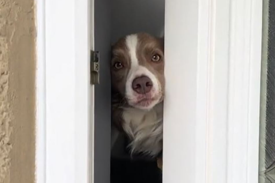 A hilarious viral clip shows Tessa Luke coming home, only for her dog Finn to "open" the door and "ask" who it is!