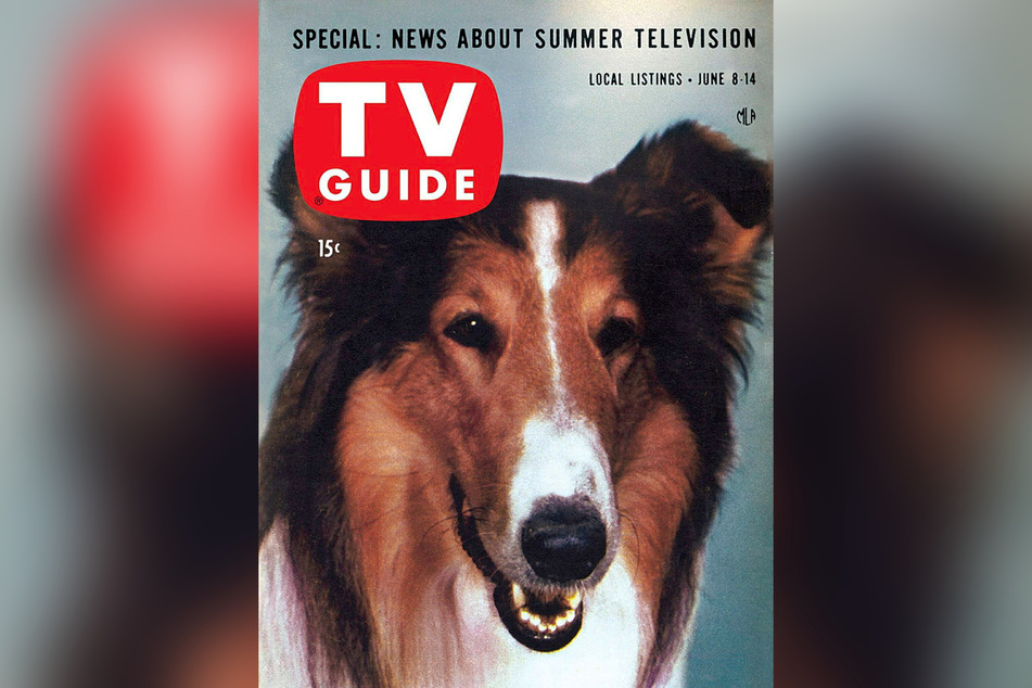 Lassie ist der wohl berühmteste Hund der Welt.