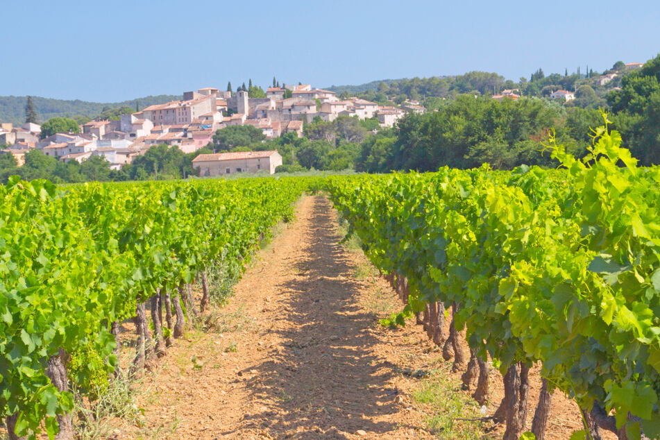 Frankreich ist bekannt für seine Weinbauregionen. Bauern haben zuletzt aber ein dickes Minus mit ihren Reben gemacht. (Symbolbild)